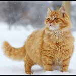 юлия д.